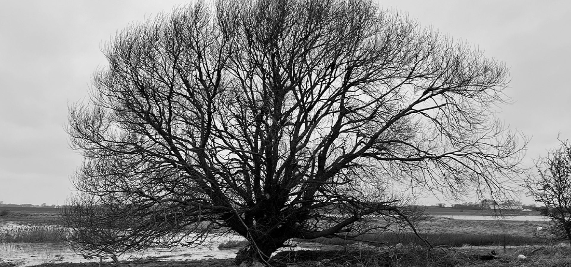 mesinge_02-bw_1100x550