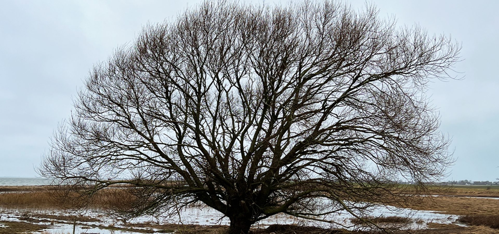 mesinge_04_1100x550